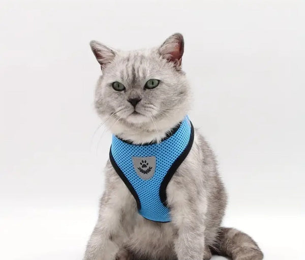 Cat Harness and Lead - Blue size S