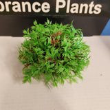 Aqua One Plastic Plant - Vibrance Plant Ball Assorted