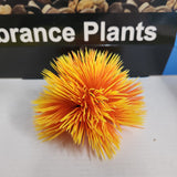 Aqua One Plastic Plant - Vibrance Plant Ball Assorted