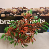 Aqua One Plastic Plant - Vibrance Assorted Plant Mix Small