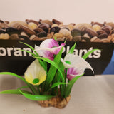 Aqua One Plastic Plant - Vibrance Assorted Plant Mix Small