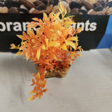 Aqua One Plastic Plant - Vibrance Assorted Plant Mix Small