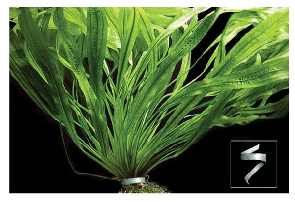 Aqua One Plant Weight 6cm - 10 pk. Aqua One Plants Weights are safe for your aquarium and its inhabitants. Plant Weights act as an anchor to hold down your artificial or live plants firmly to the base of your aquarium.