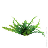 Ecoscape Medium Ruffled Lace Plant Green  Aqua One’s Artificial Plants will add vibrancy and a fresh look to any aquarium. Each plant features a weighted base to make aquascaping easy.  You are sure to find plant or two to suit your aquarium from the large range available from Aqua One!  Specifications: 20cm tall.