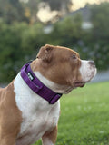 The Tough Ones™ Plum & Mint Tactical Dog Collar with Handle