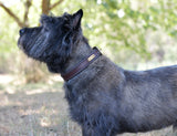 WeatherBeeta Two Toned Leather Dog Collar