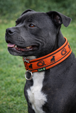 Orange & Black Soft Martingale Collar