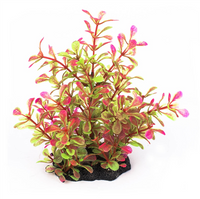 Aq plant majestic hebe 15cm