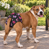 NZ-Made B!tch’s Britches for Large-Breed Girls