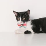 PIDAN Cat Bow Tie Collar
