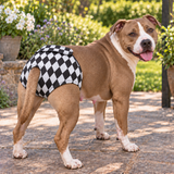 NZ-Made B!tch’s Britches for Large-Breed Girls