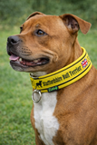 Yellow & Black (black backing) Soft Martingale Collar