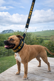 Lamb Skin Soft Martingale Collar & Leash Set