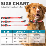 Light Up Dog Collar – USB-C Rechargeable & Waterproof LED, High-Visibility Nylon for Night Walking