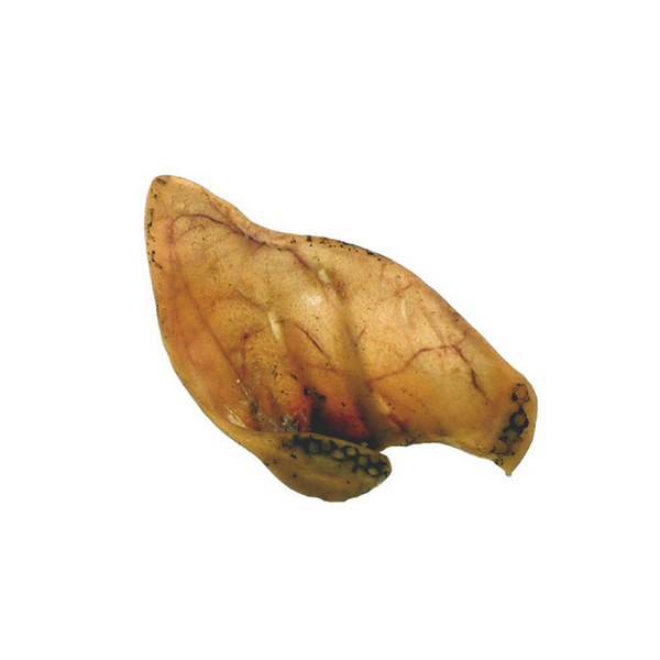 Pigs Ear