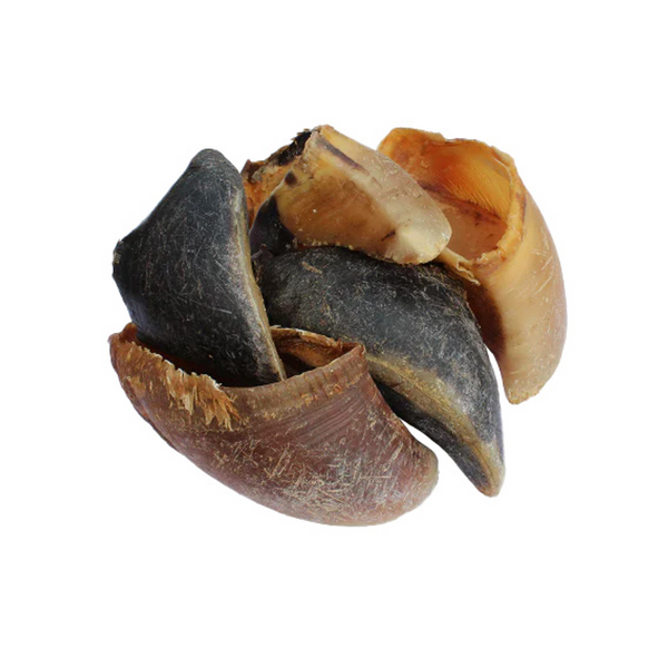 Beef Hoof