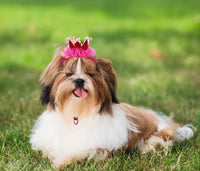 Small pet crown hat