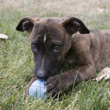 KONG Puppy Ball Medium/Large