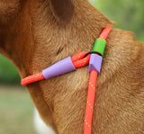 Zee Dog Slip-N-Lock  Leash - Everest