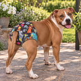 NZ-Made B!tch’s Britches for Large-Breed Girls