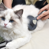 Self-Cleaning Slicker Brush