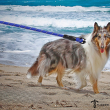 TUGZEE Dog Leash with Comfortable Padded Handle Reflective - Strong & Durable for Small Medium and Large Dogs