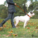 TUGZEE Dog Leash with Comfortable Padded Handle Reflective - Strong & Durable for Small Medium and Large Dogs