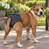 NZ-Made B!tch’s Britches for Large-Breed Girls
