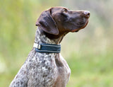 WeatherBeeta Explorer Dog Collar
