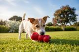 Small dog chewing red Kong Classic toy on sunny lawn - Animal Addiction NZ