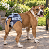 NZ-Made B!tch’s Britches for Large-Breed Girls