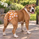 NZ-Made B!tch’s Britches for Large-Breed Girls