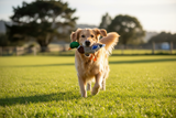 Playtime Quaker Mallard Lifestyle
