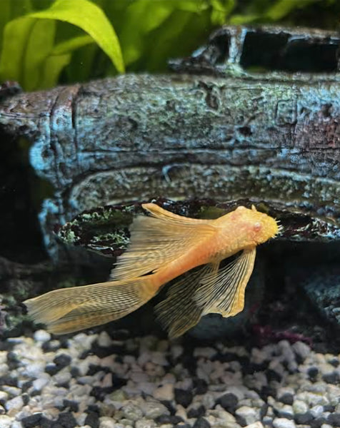 Gold Longfin Bristlenose