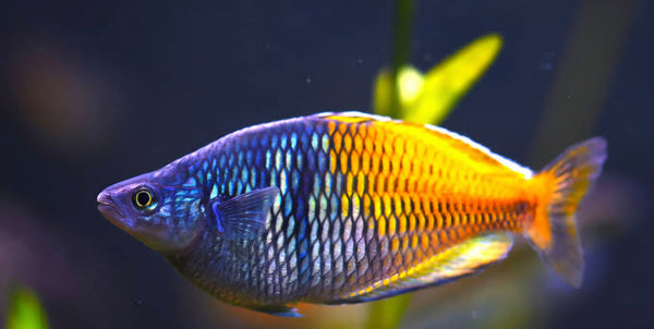 Boesman Rainbow