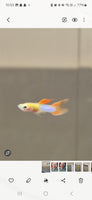 Male Guppy - Japanese Lyretail