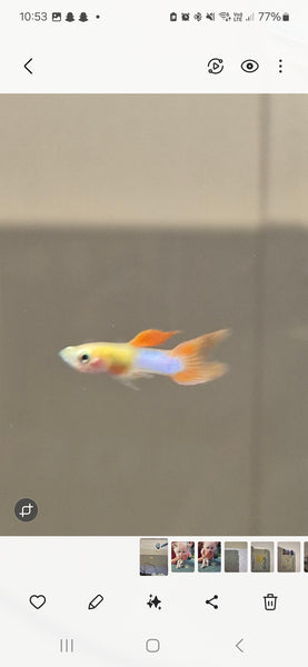 Male Guppy - Japanese Lyretail