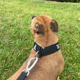 Black and Yellow Soft Martingale Collar