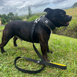 Black and Yellow Soft Martingale Collar