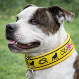 Yellow & Black (yellow backing) Soft Martingale Collar