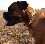 dog collar with strong buckle and meta d ring adjustable collar