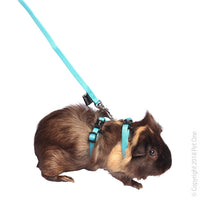 Leash & Harness Rabbit, Guinea Pig, Ferret Purple. Walking your small animal keeps them happy and healthy! So Pet One has made a Harness & Lead Set for your small animal to make this task an easy feat. With the comfort of an adjustable, sturdy and lightweight harness to avoid strain on your pet it makes walking a pleasure.